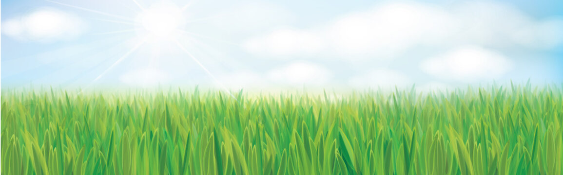 Vector sunshine nature background. Summer landscape with blue sky and green grass.