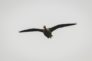 Graugans im Anflug