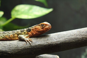 Chinese crocodile lizard enjoy sunning on the tree branch. Upper body. Close-up