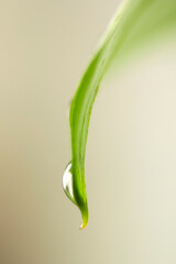 green leaf with water droplet
