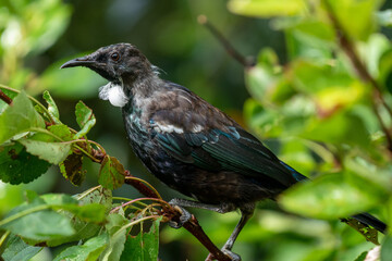 A fledgling Tui chick bird in a tree in New Zealand