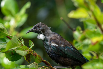 A fledgling Tui chick bird in a tree in New Zealand