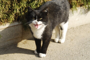 an angry cat is baring its teeth with a string of roaring barks and arching its back 