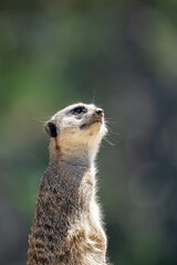 Closeup portrait of a Meerkat