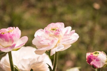 Fototapeta na wymiar Beautiful blooming buttercup flowers in white and pink color in someone's garden