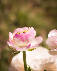 Fototapeta premium Beautiful blooming buttercup flowers in white and pink color in someone's garden