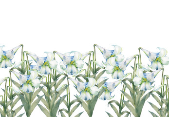 Hand drawing isolated watercolor floral illustration with white lily flowers.