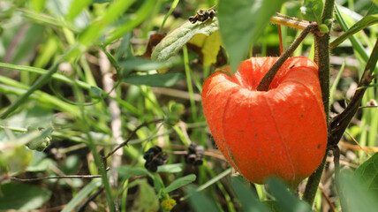 natural orange physalis pubescens photo