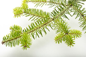 fir tree branch on a white background