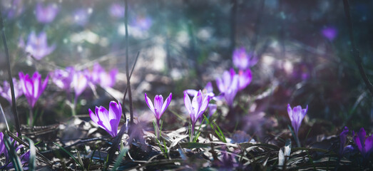 Frühlingshintergrund / Banner: mystische Waldbodenszene mit violetten Krokussen - märchenhaftes...