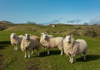 A flock of pregnant Cheviot Ewes in the Yorkshire Dales, UK. Facing forward in green pastureland enclosed by traditional dry stone walling. Springtime. No people. Horizontal. Space for copy.