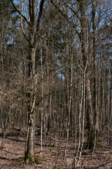 Forest with brown and yellow colors lit by full sun in early spring at a blue sky with clouds. A new beginning. Vertical image