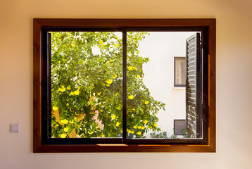 Wall with window indoors. Grapefruit tree growing outside the window.