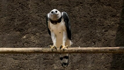 The harpy eagle (Harpia harpyja) is a neotropical species of eagle. It is also called the American harpy eagle to distinguish it from the Papuan eagle