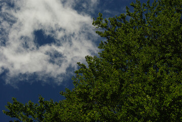 The branches of a tree reach out into the blue sky.