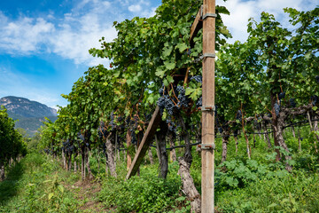 Fototapeta premium Vineyard. Large bunches of ripe wine grapes hang from old vines in wine region.