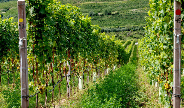 Vineyard. Large bunches of ripe wine grapes hang from old vines in wine region.