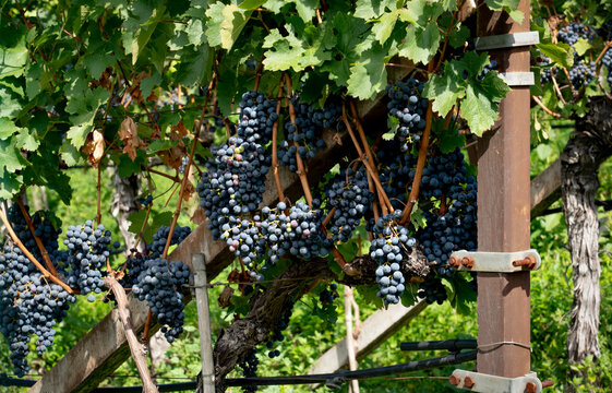 Vineyard. Large bunches of ripe wine grapes hang from old vines in wine region.