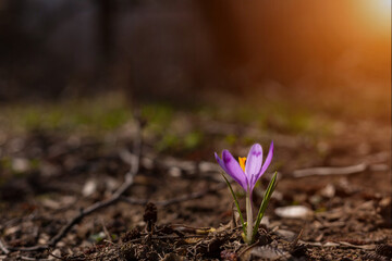 Beautiful crocuses in their natural environment. Purple flowers. The concept of spring, the awakening of nature. 