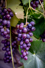 Vineyard. Large bunches of ripe wine grapes hang from old vines in wine region.