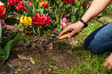 Hand of unrecognizable gardening girl working with tulips, gardening concept, selective focus.