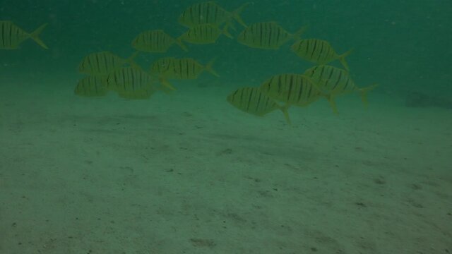 One minute shot. Group of Golden pilot fish (Gnathanodon speciosus ) looking for food on the sandy bottom 