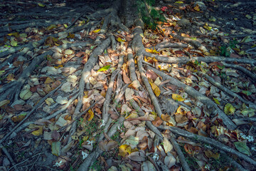 Many tree roots with sunlight backgrounds - obrazy, fototapety, plakaty