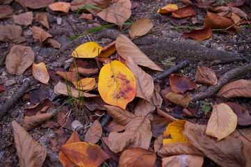 가을은 단풍과 낙엽이 아름답다