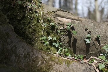 Tree and Ivy