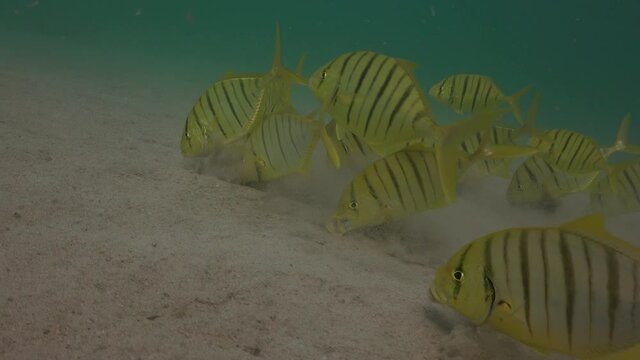 One minute shot. Group of Golden pilot fish (Gnathanodon speciosus ) looking for food on the sandy bottom 