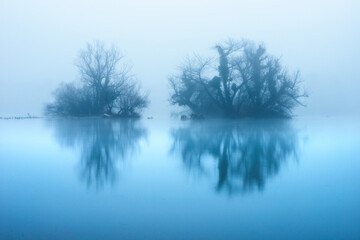 trees in the foggy river