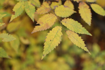가을은 단풍과 낙엽이 아름답다