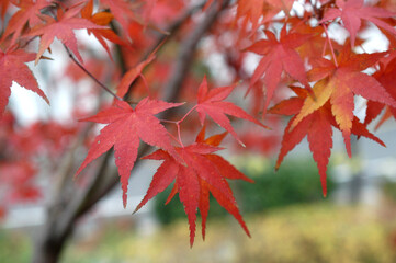 가을은 단풍과 낙엽이 아름답다
