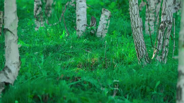 Green grasses among young birches. Mount Tekeli, Kazakhstan. Timelapse.