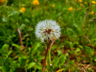 Pusteblume