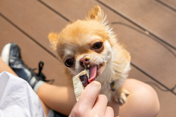 チュールを食べる犬　/　ちゅーるあげるモデル
