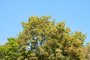 Green Tree with Natural Sun Light on Blue Sky Background