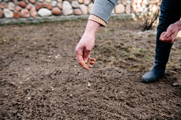 Sowing lawn grass seed into the soil. Farmer's hand spreading seeds.