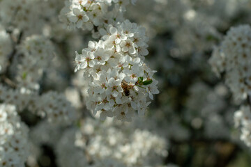 Blossom tree over nature background. Spring flowers. Spring Background