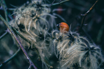 red fruit of rosa canina in winter