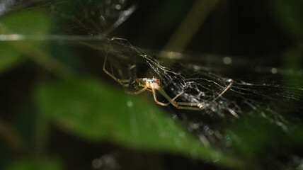 Natural Linyphia Triangularis Spider Macro Photo