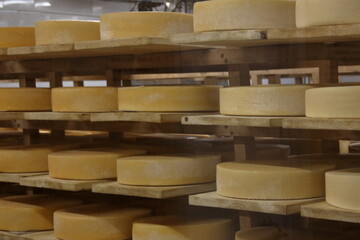 types of cheese on the shelves