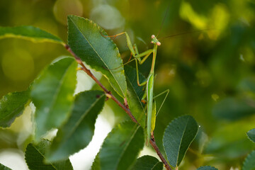 Green praying mantis sitting on a leaf in a tree