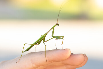 Green praying mantis sitting on a persons hand