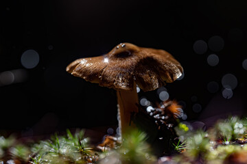 Mushrooms in the forest inclose, toxicant, mushroom, outdoors, vegan, mycelium, botany, vegetable, beautiful, viperous, biology, amanita, danger, mushrooms, macrolepiota, macrolepiota procera the rain