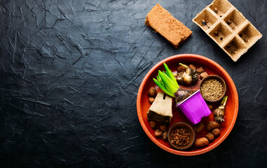 Planting spring flower,copy space