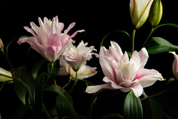 Ramo de Flores de Lilium abriendose en primavera en un jarr&oacute;n rodeada de capullos aun. Bouquet of Lilium Flowers opening in spring in a vase surrounded by buds still.