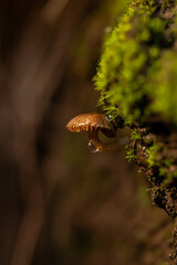 Mushrooms in the forest inclose, toxicant, mushroom, outdoors, vegan, mycelium, botany, vegetable, beautiful, viperous, biology, amanita, danger, mushrooms, macrolepiota, macrolepiota procera the rain