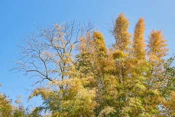 Fototapeta premium Green and Yellow Bamboo Tree on Blue Sky Background