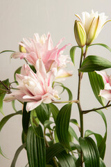 Ramo de Flores de Lilium abriendose en primavera en un jarrón rodeada de capullos aun. Bouquet of Lilium Flowers opening in spring in a vase surrounded by buds still.
